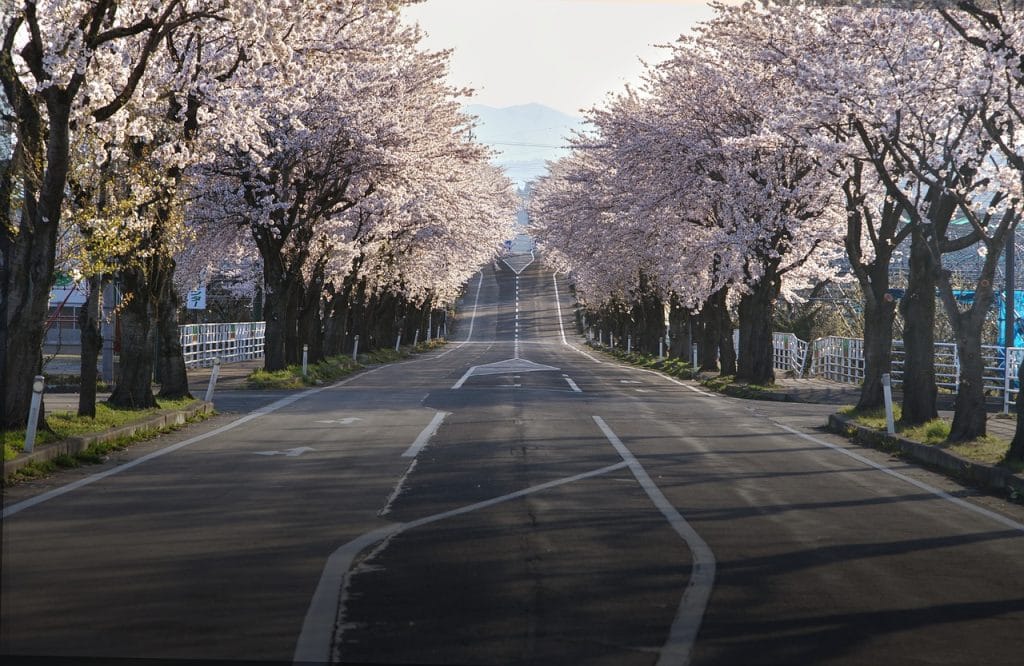 cherry-blossoms